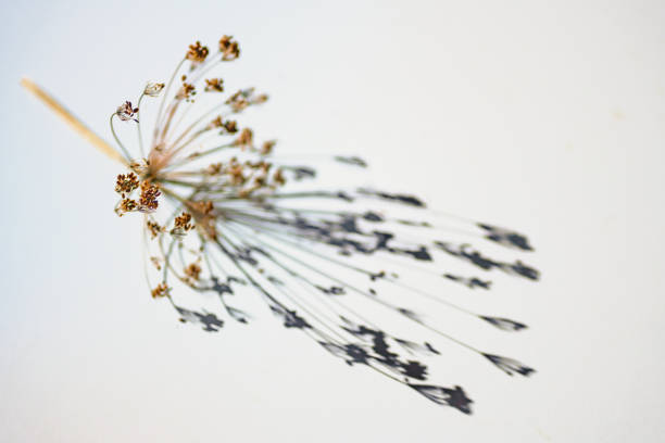 Dry dill umbel with seeds casting a shadow on a gray white background, abstract art playing with natural light, copy space, selected focus, very narrow depth of field
