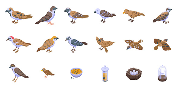 Sparrow icons set isometric vector. Fly bird. Dove house