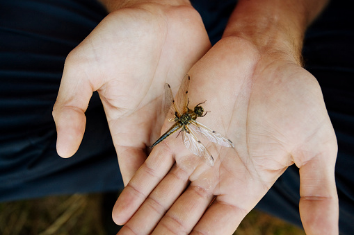 A\nClose-up of Person Holding\nDragonfly