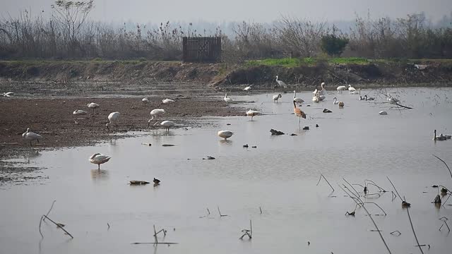Egrets and geese in the pond，Poyang Lake, Nanchang, Jiangxi, China