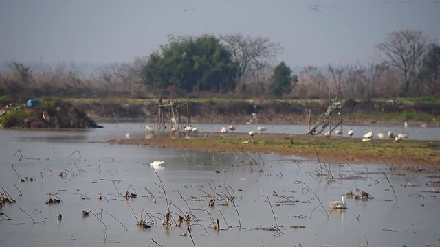 Egrets and geese in the pond，Poyang Lake, Nanchang, Jiangxi, China