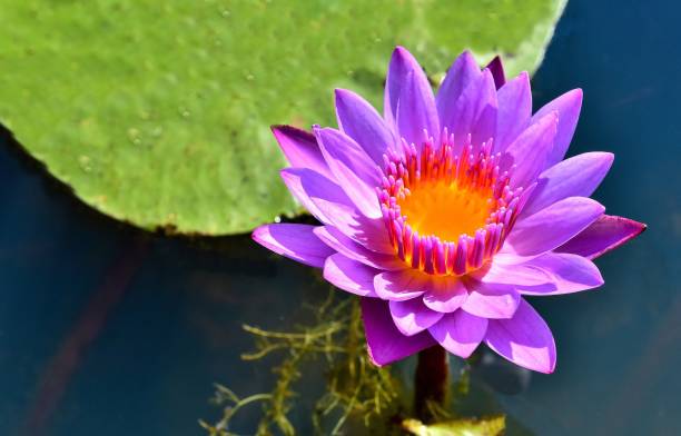 il fiore di loto sta sbocciando magnificamente. - lotus lotus root purple single flower foto e immagini stock