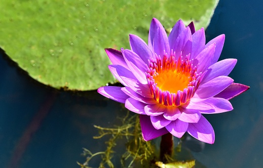 Purple lotus flower blooming from its roots in a natural pond.