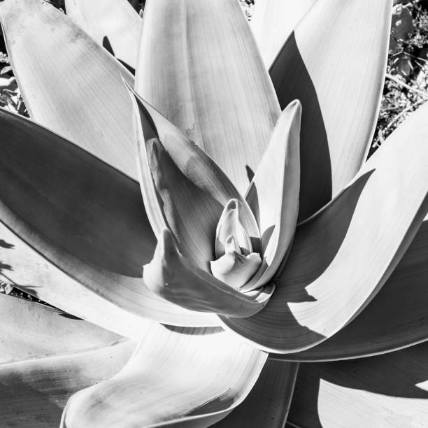 istock Agave succulent desert plant closeup 1447809763