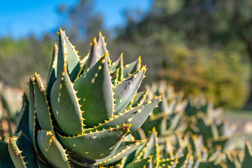Aloe brevifolia blue-green evergreen succulent perennial plant closeup, nature trail landscape at Alta Vista park in Vista, Southern California, USA