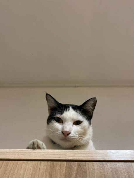 istock domestic cat is lying relaxed on the wardrobe and looking at the camera 1447812830