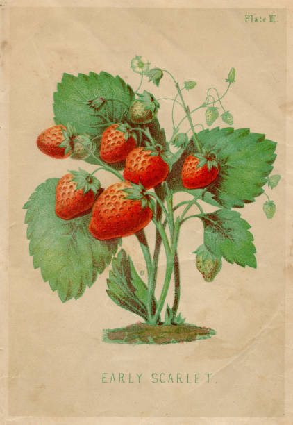 istock Early scarlet strawberries illustration 1892 1447813843