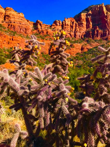 istock Sedona, Arizona 1447814209
