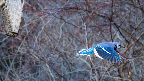 blue jay leaving a feeder in the middle of winter once satiated
