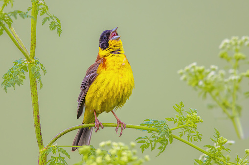 Black Headed Bunting (Emberiza melanocephala) perched in herb plant in breeding habitat protecting territory in Bulgaria. Wildlife scene of nature in Europe.