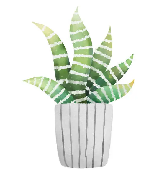 Photo of Watercolor style succulent decoration houseplant haworthia in white flower pot