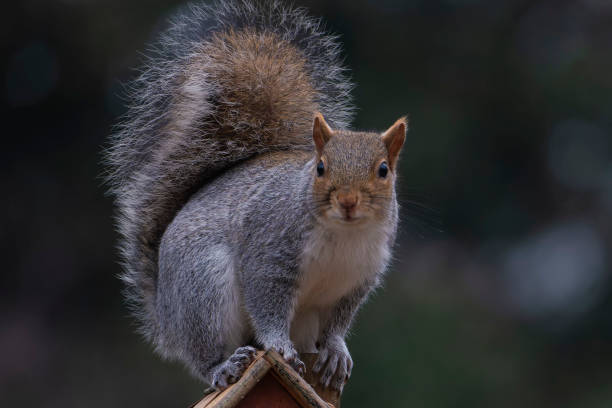 istock A Squirrel poses on a birdhouse roof. 1447818905