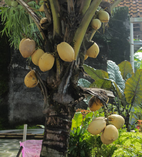 istock Photo of coconut fruit, coconut tree 1447818972