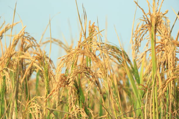 istock Ripe rice field and sky background at sunset time with sun rays 1447821176