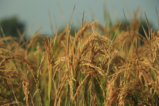 Rice field.Ears of golden rice.Close up to thai rice seeds in ear of paddy.