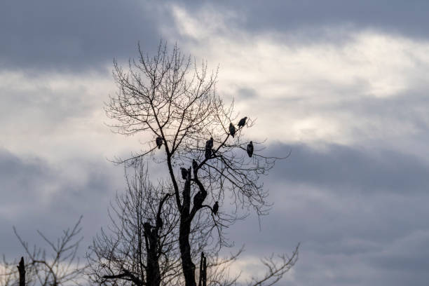 istock Eagles and gulls in Stave River area 1447823314