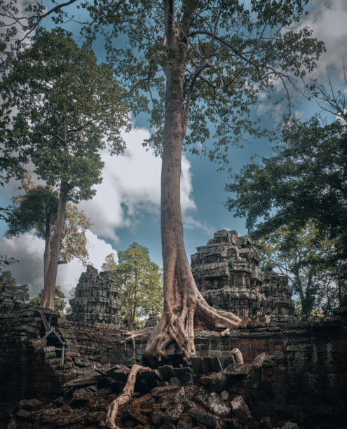 アンコールにあるカンボジアのタプローム寺院の生い茂った遺跡 - ancient angkor wat footpath stone ストックフォトと画像