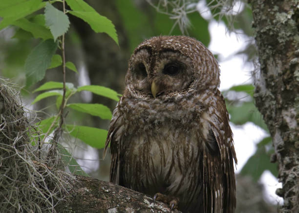 istock Closeup of a Barred Owl (strix varia) 1447825820
