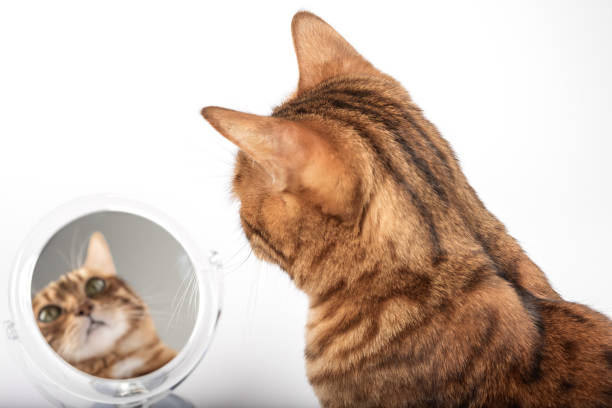 istock Domestic cat with a mirror on a white background. 1447825908