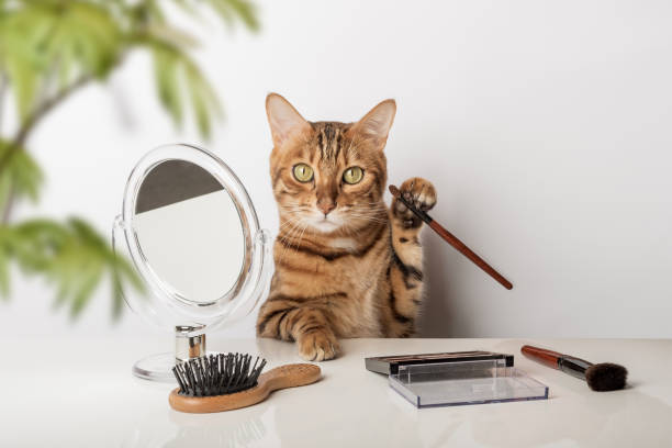 Funny domestic cat makes makeup near the mirror Funny domestic cat makes makeup near the mirror on a white background. caricature photos stock pictures, royalty-free photos & images