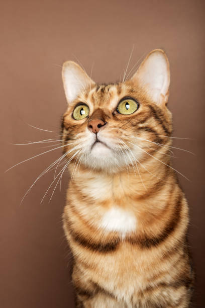 istock Funny muzzle of a Bengal cat on a brown background. 1447826082