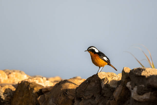 Moussier's redstart male, Phoenicurus moussieri, Morocco.