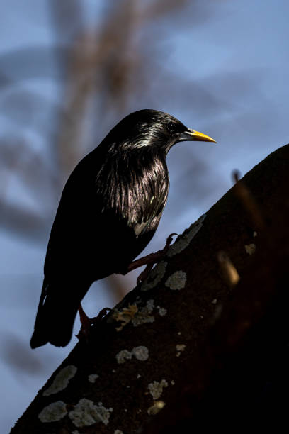 istock Spotless starling, Sturnus unicolor. Souss-Massa National Park, Morocco. 1447828558