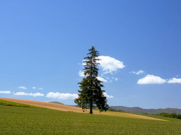 istock A single tree standing on a hill in Biei 1447829630