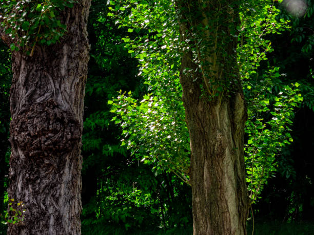 istock Shining vivid fresh green poplar 1447829907