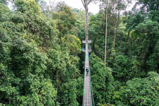 Man taking photo at suspension bridge in tree top canopy walkway in Danum rain forest Lahad datu