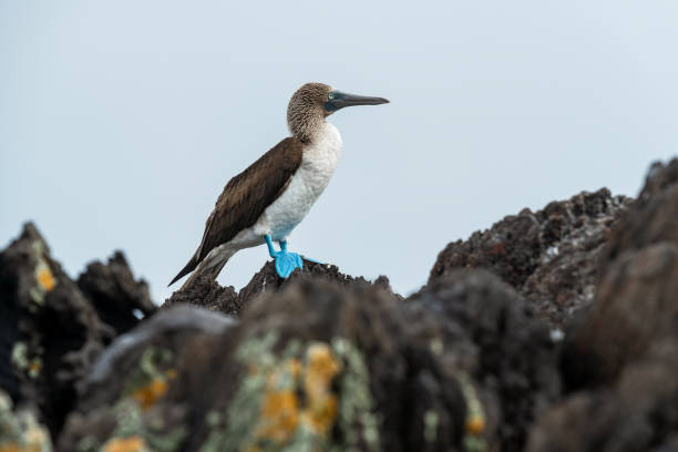 booby dai piedi blu, galapagos - galapagos islands bird booby ecuador foto e immagini stock