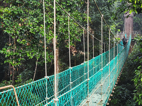 Man at suspension bridge in tree top canopy walkway in Danum rain forest