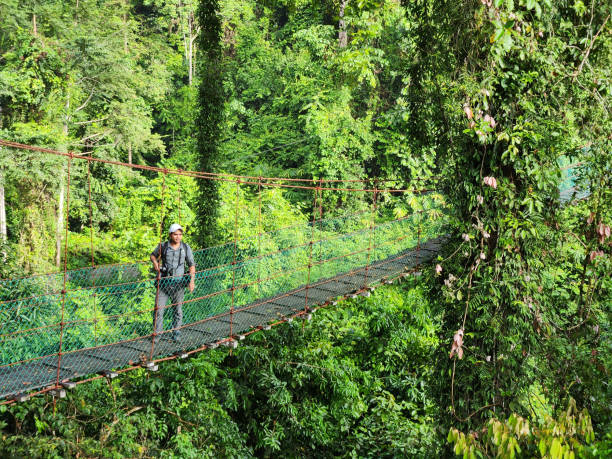 istock Man at suspension bridge in tree top canopy walkway in Danum rain forest Lahad datu 1447830855