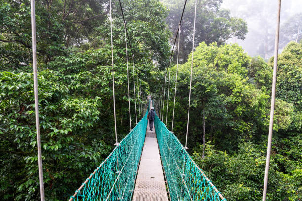 istock Suspension bridge in tree top canopy walkway in Danum rain forest Lahad datu 1447830858