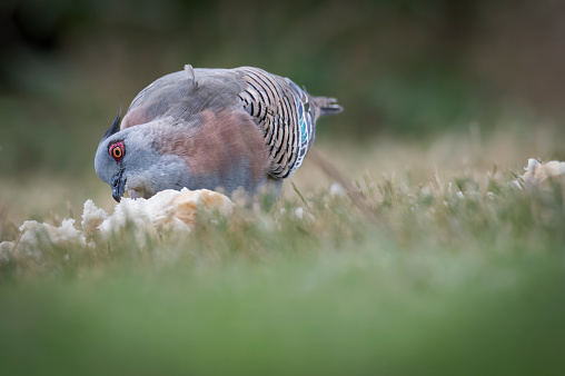 Crested pigeon eating bread on the ground