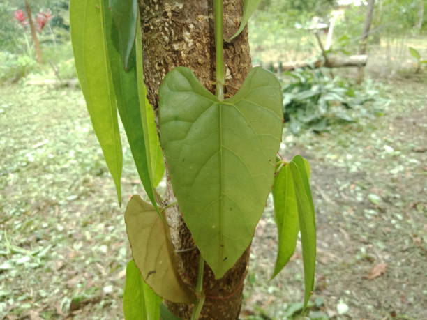 istock love-shaped plant leaves curled on a tree 1447833744