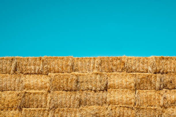 Large group of hay bales stacked against a turquoise sky background stock photo