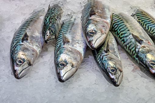 Fresh small sea fish in crates waiting for market delivery. It is on Croatia coast on Mediterranean, Europe.