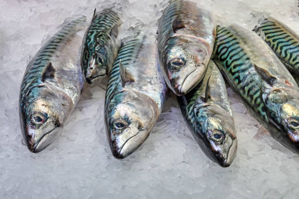 peixe fresco à venda em um mercado - market fish mackerel saltwater fish - fotografias e filmes do acervo