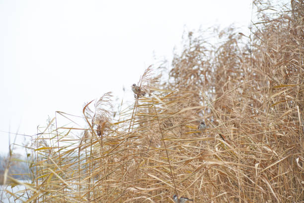 Pampas grass on the river. Little sparrow birds hiding from wind. Abstract natural background