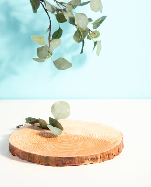 istock Wood podium saw cut of tree on blue background with eucalyptus. 1447838154