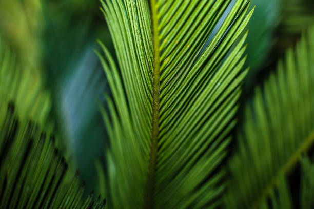Sago Palm stock photo