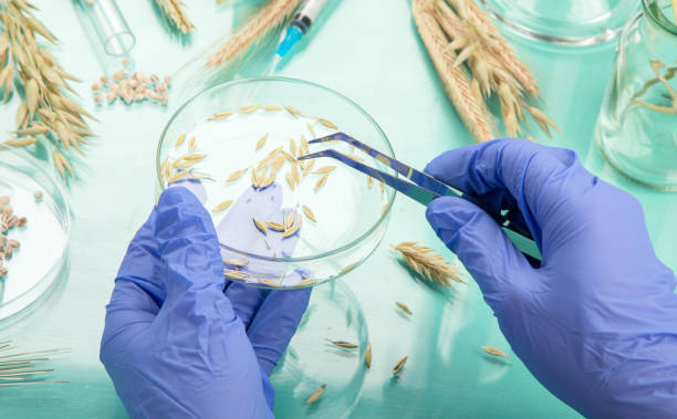 Analyzing agricultural wheat grains in laboratory Analyzing agricultural wheat grains in laboratory. Wheat genetically modified on color background genetic modification stock pictures, royalty-free photos & images