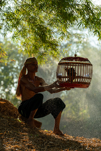 Asian village lifestyle, an adult male bird trainer and keeper raising and training his bird by spray water from mouth in a forest near his house in Northeast Thailand.