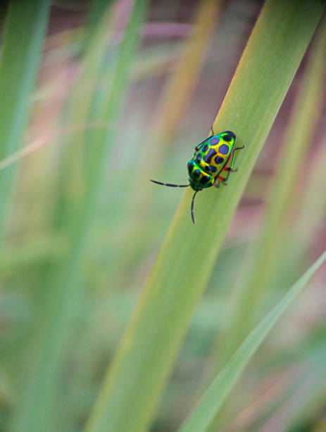 istock Jewel bugs from indonesian 1447841765