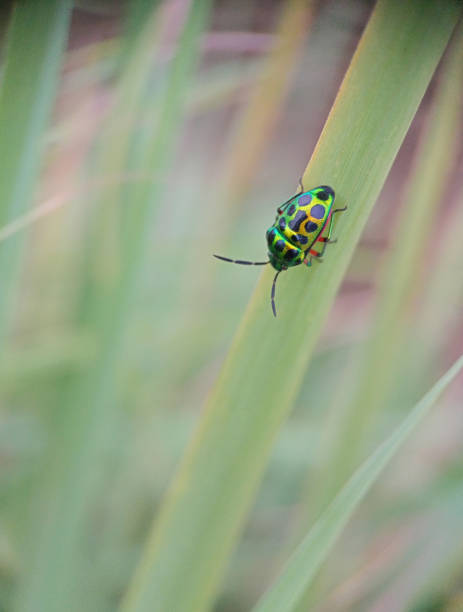 istock Jewel bugs from indonesian 1447841772