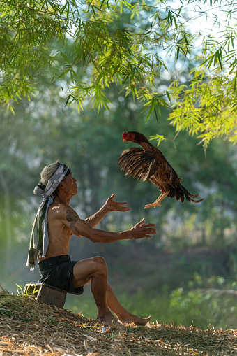 Asian village lifestyle concept of Thailand, a cock fighting trainer raising and training his rooster in Sakon Nakhon, Northeast Thailand, Isan way of life.