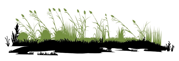 Swamp bumps. Thickets of reeds landscape. View of the river bank. Silhouette picture. Isolated on white background. Vector