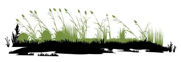 Vector illustration of Swamp bumps. Thickets of reeds landscape. View of the river bank. Silhouette picture. Isolated on white background. Vector.