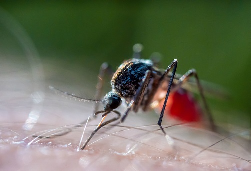 Close up of dragonfly's compound eyes